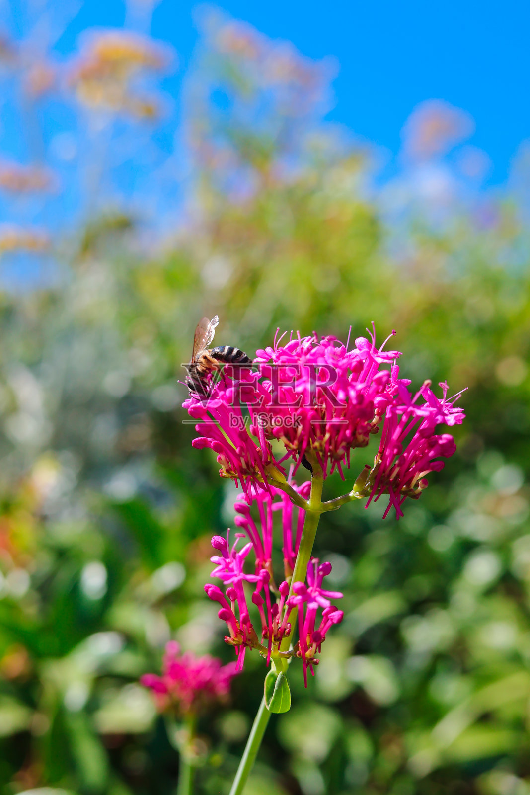 拉韦洛美丽的花朵上有一只小蜜蜂在采蜜照片摄影图片