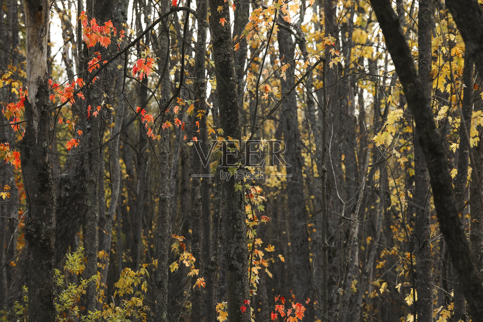秋天的景色照片摄影图片