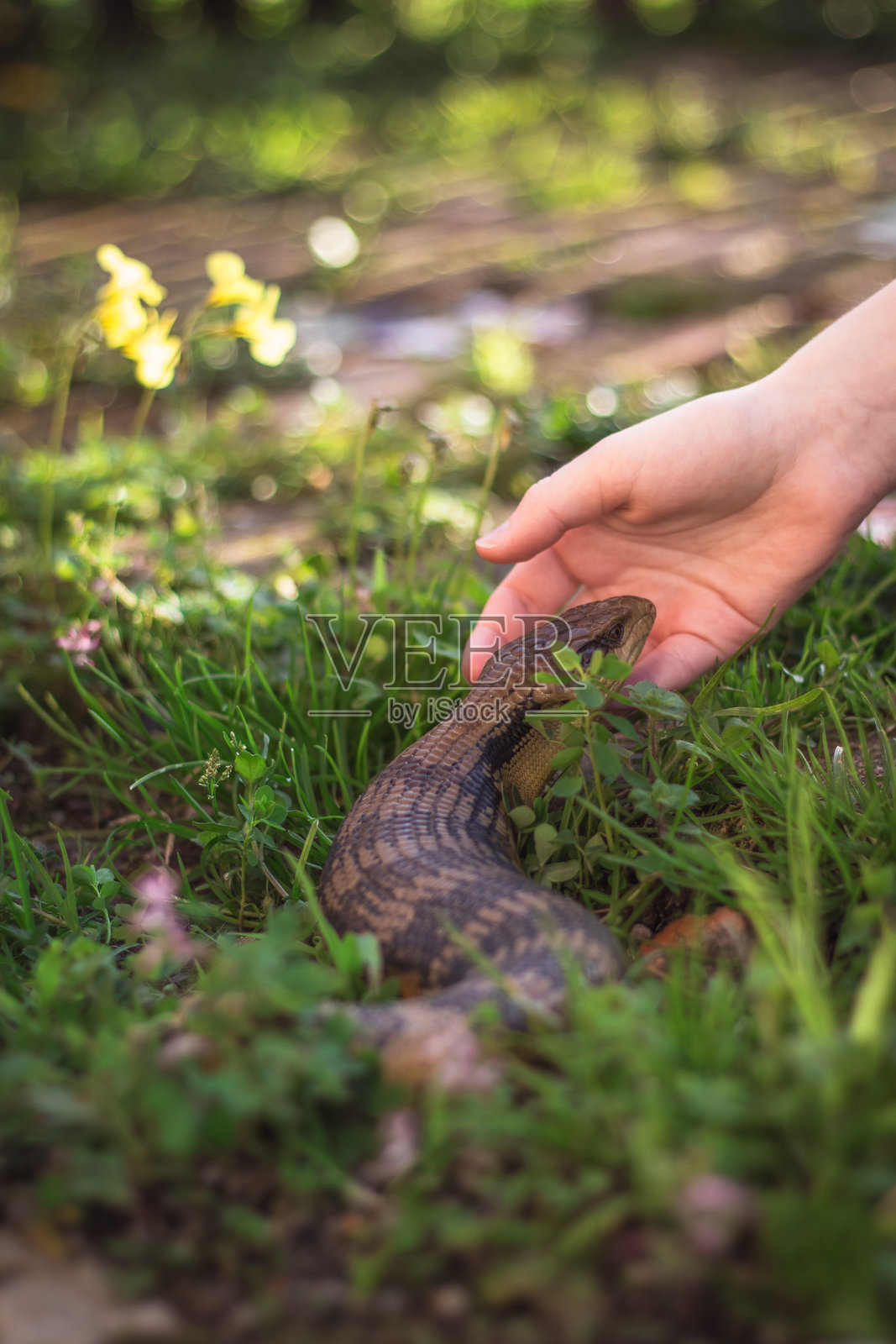 澳大利亚蓝舌蜥蜴的特写镜头照片摄影图片