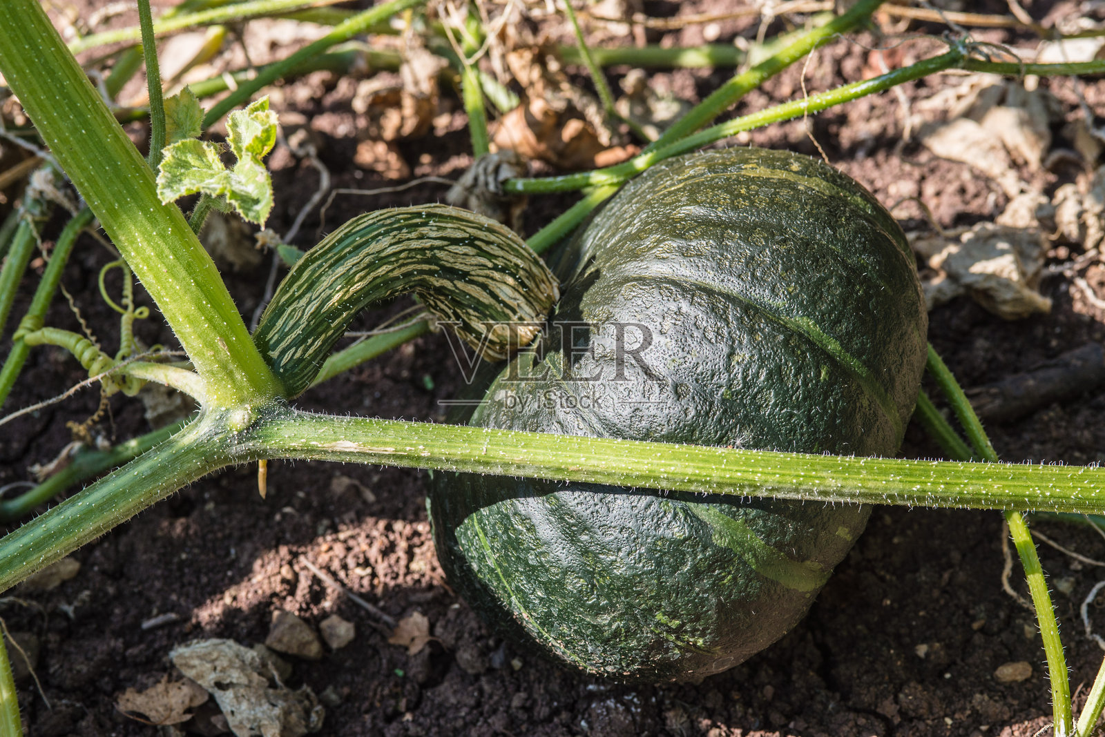 田野上生长的南瓜特写照片摄影图片
