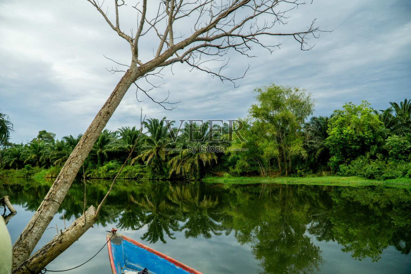Nueva Armenia湖旁边有许多非洲棕榈树。污染和森林砍伐的概念。照片摄影图片