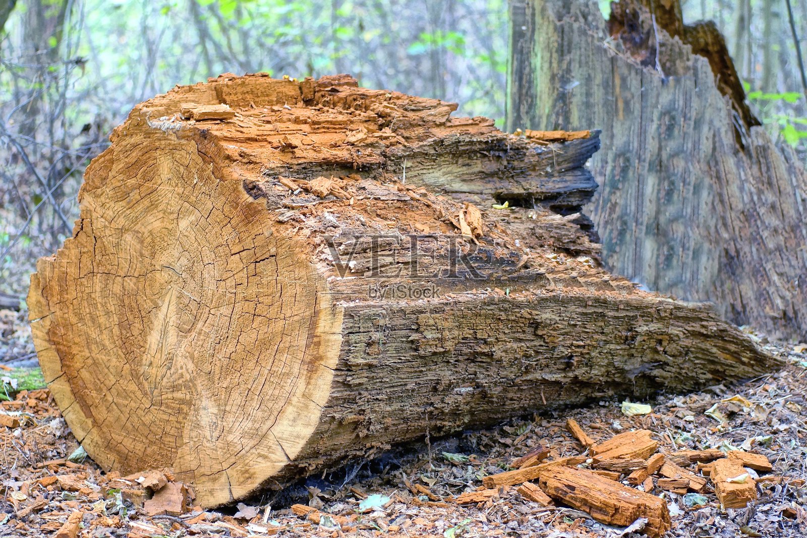 一根大棕色的老腐烂橡木树干躺在灰色的地面上照片摄影图片