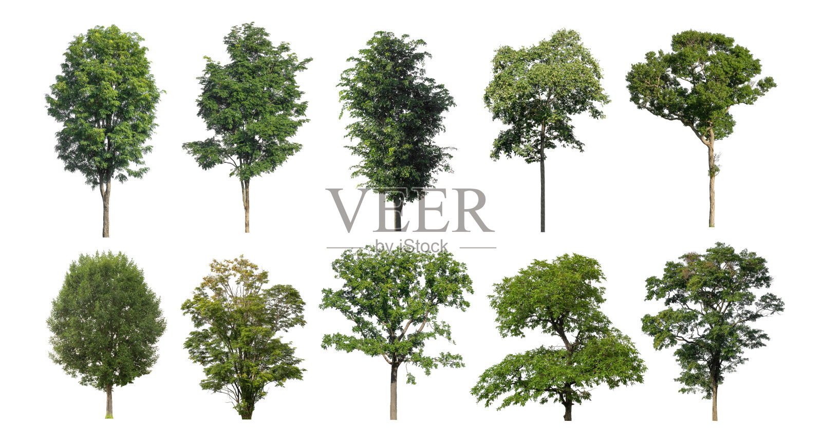 从原始背景中剪切出的树木集合照片摄影图片