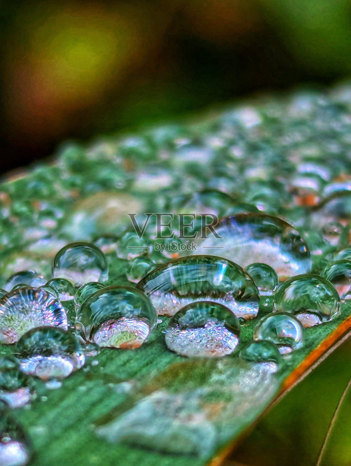 茎上的露珠照片摄影图片