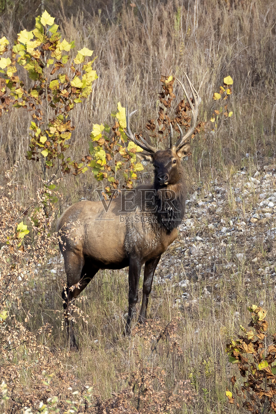 驼鹿照片摄影图片
