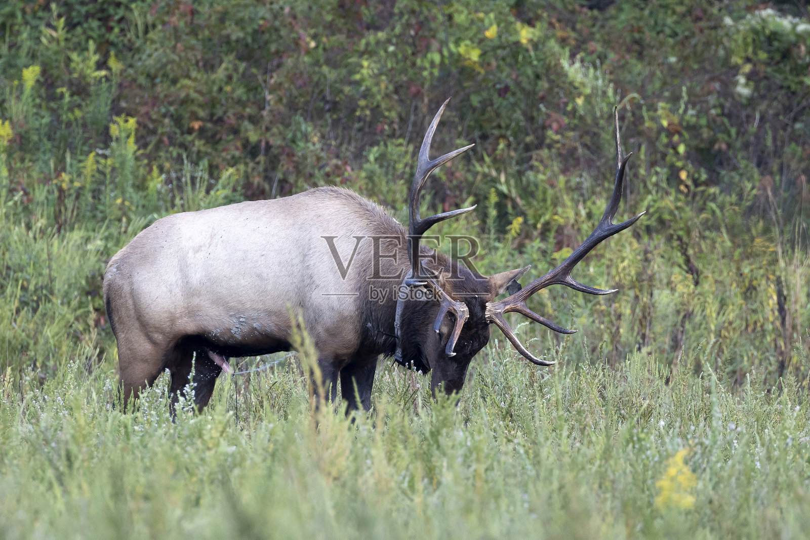 驼鹿照片摄影图片