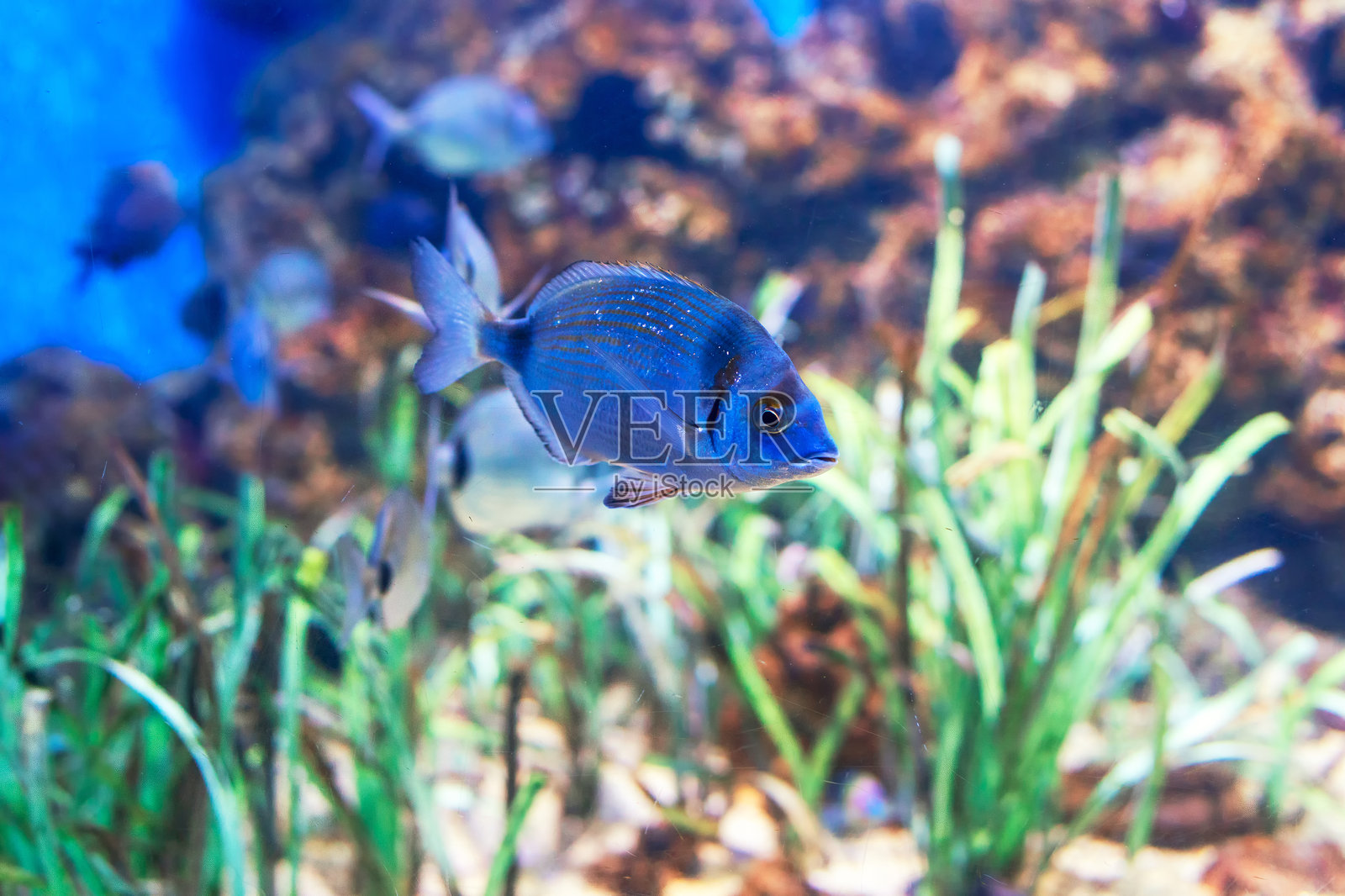 蓝鱼在充满水生植物的水族馆中滑行照片摄影图片