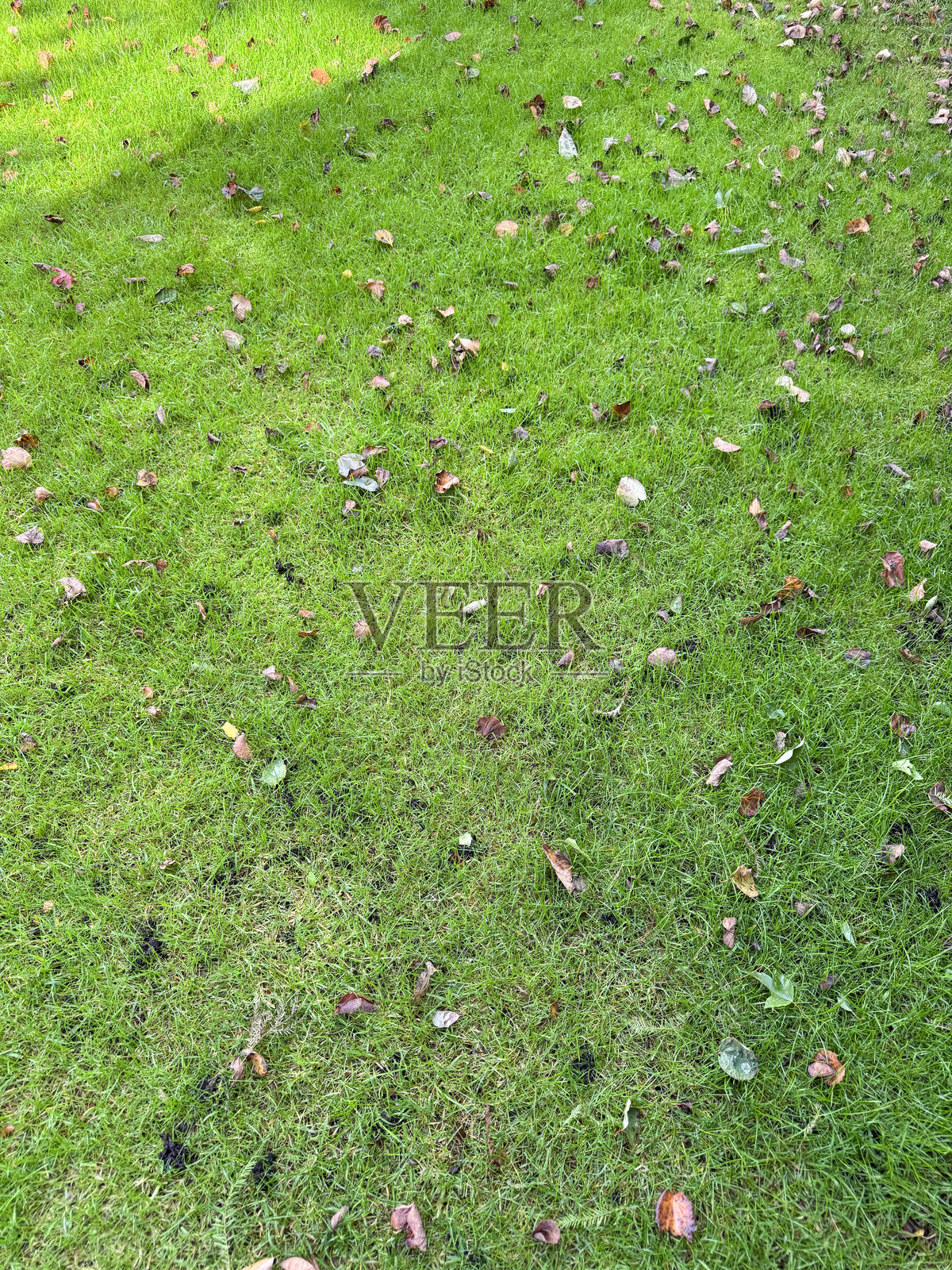 满框图像展示了覆盖着落叶的绿色草坪,落叶来自日本枫树(Acer palmatum)和桂花树(Cercidiphyllum japonicum),呈现秋季色彩,阳光与阴影交错,俯视角度。照片摄影图片