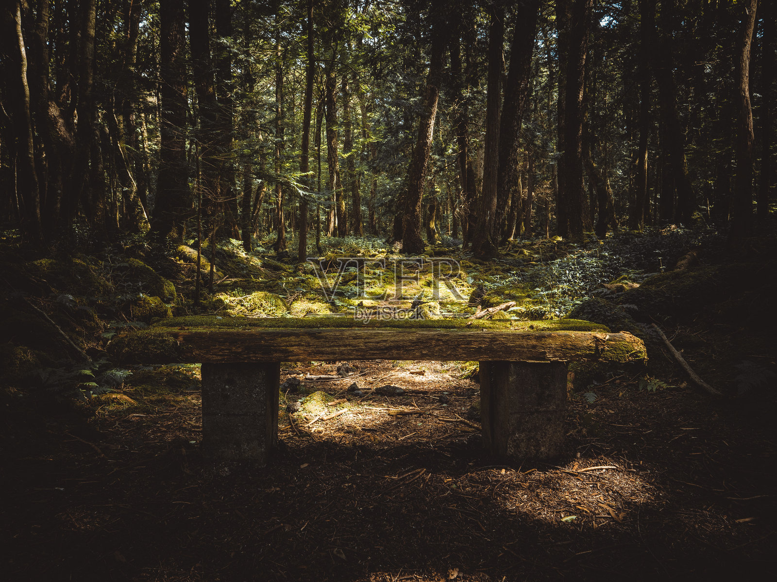 青木ヶ原森林在阳光明媚的下午照片摄影图片