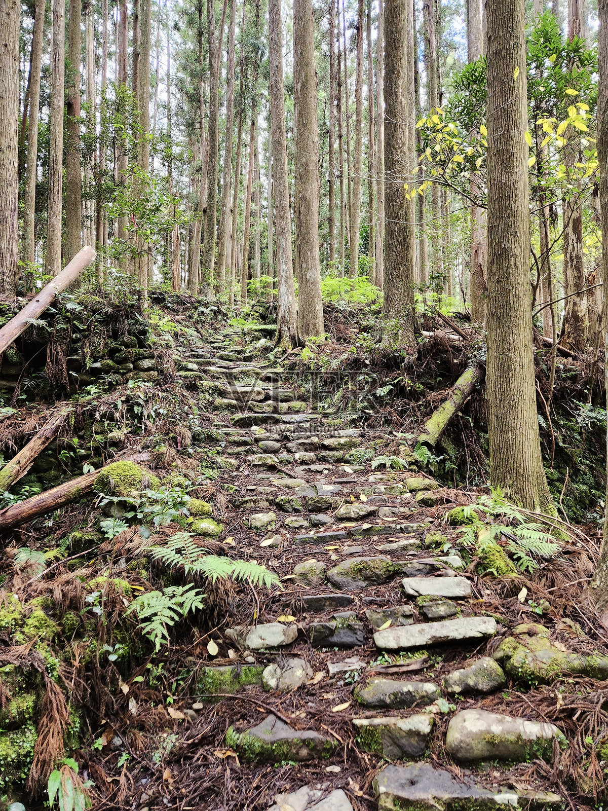 森林中的石阶照片摄影图片