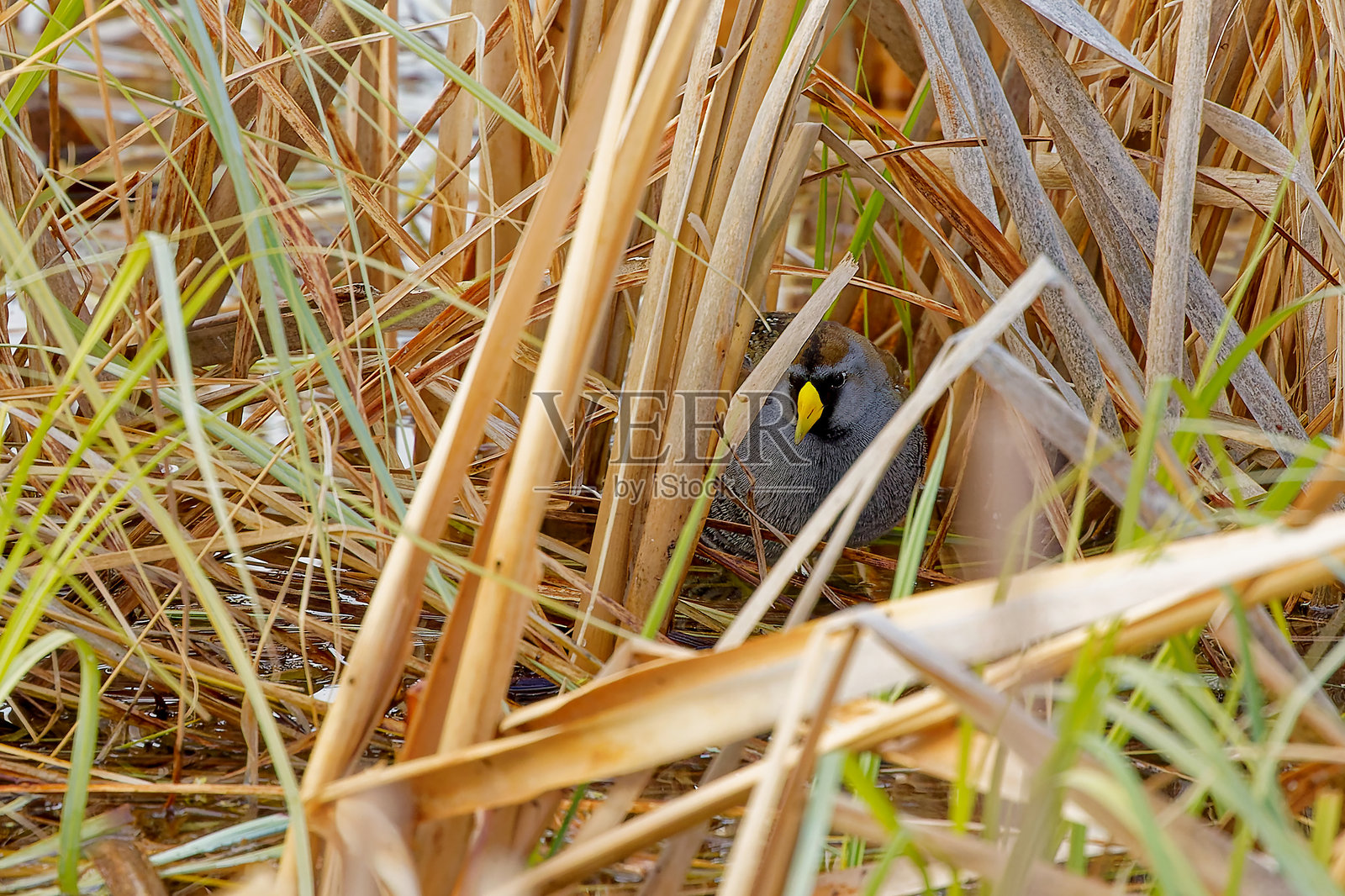 卡罗莱纳秧鸡照片摄影图片