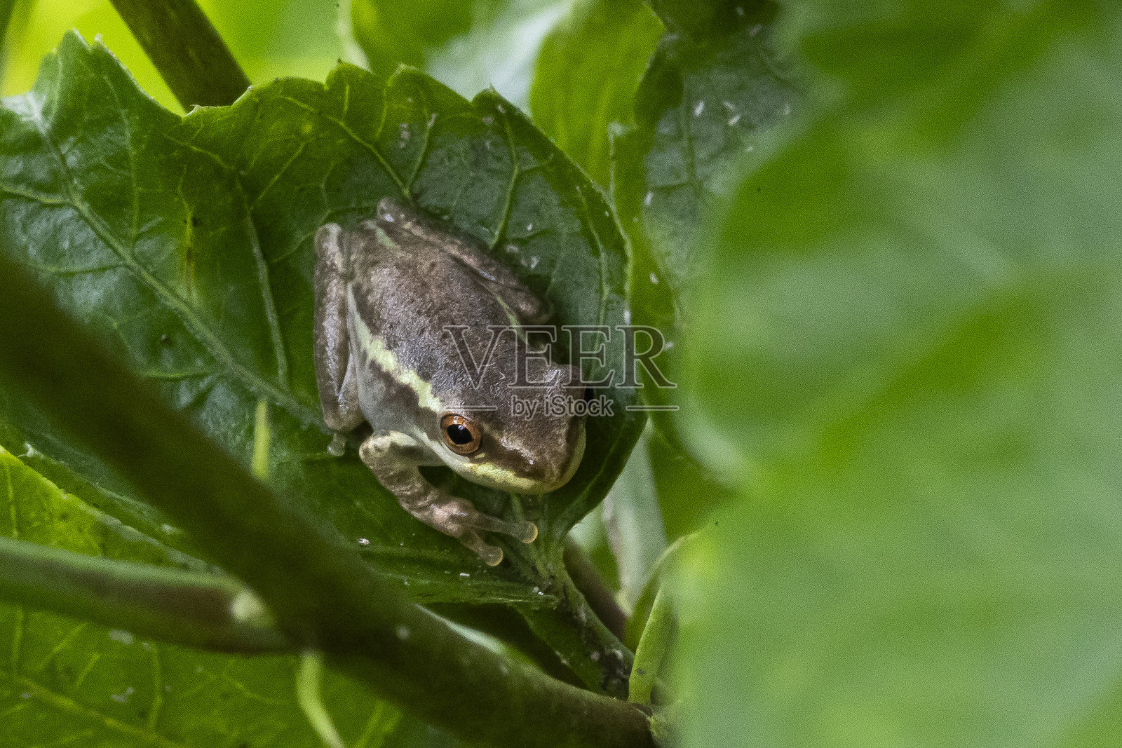 古巴树蛙照片摄影图片