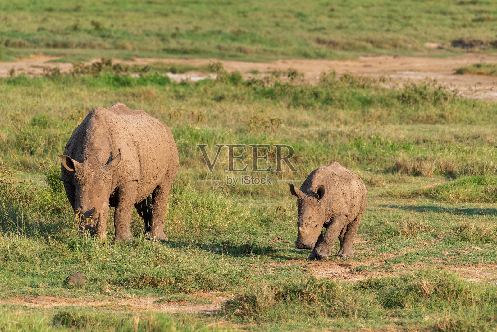 白犀牛和幼崽照片摄影图片