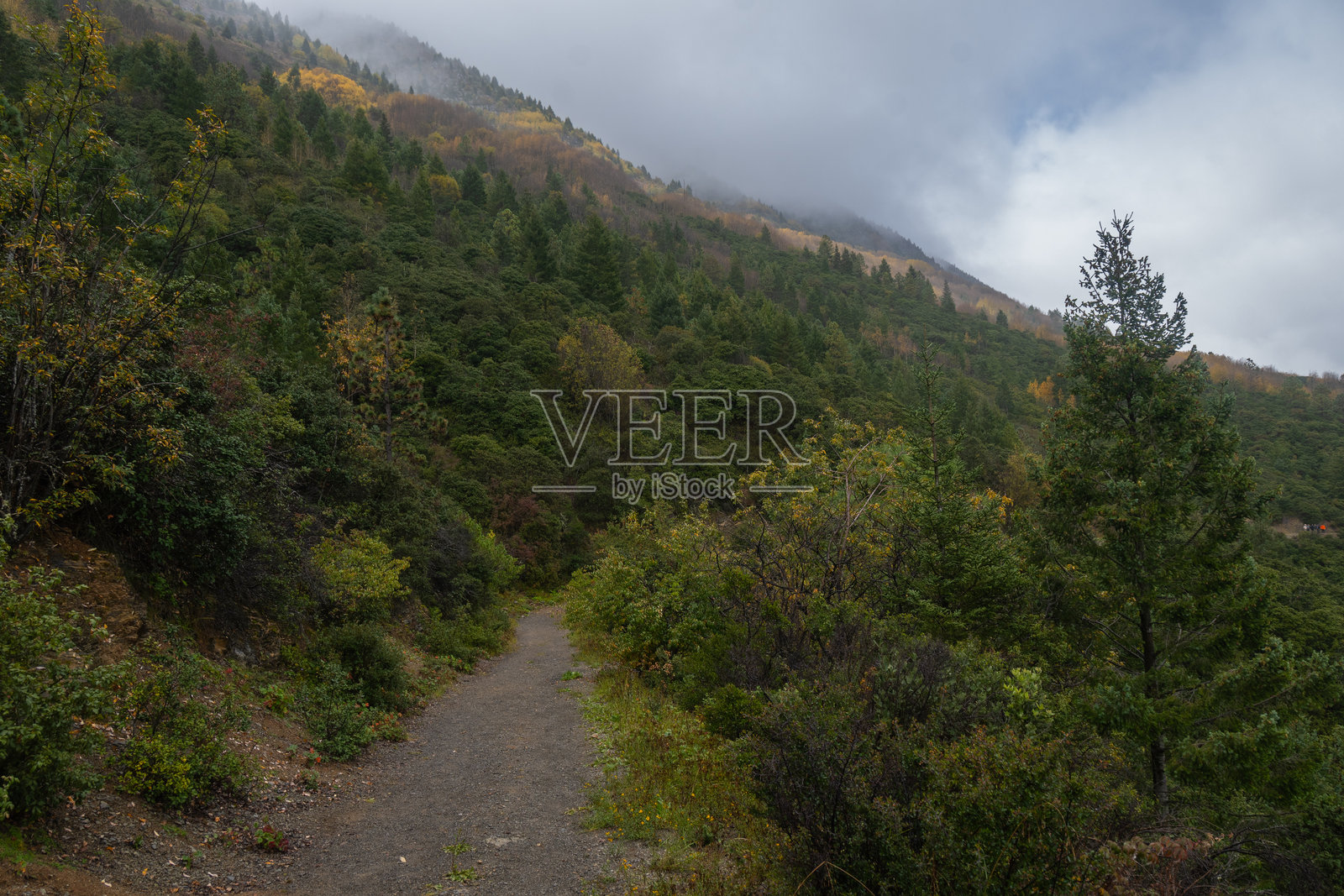 墨西哥科阿韦拉州阿尔特加山脉的马尔塔山秋季森林照片摄影图片