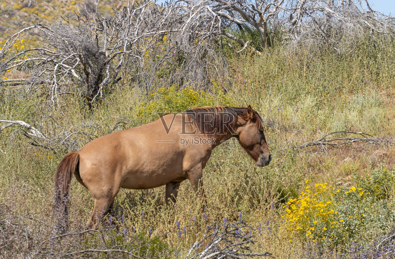春天时在亚利桑那州盐河地区的野马照片摄影图片