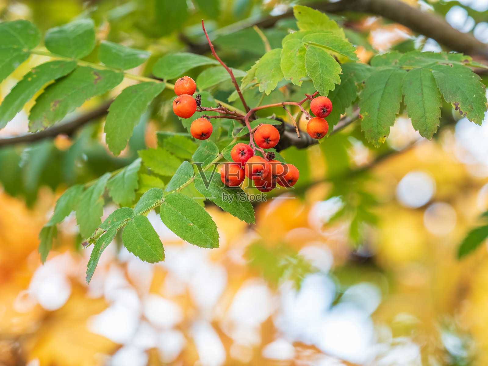 秋天鲜红的山楂果与叶子照片摄影图片