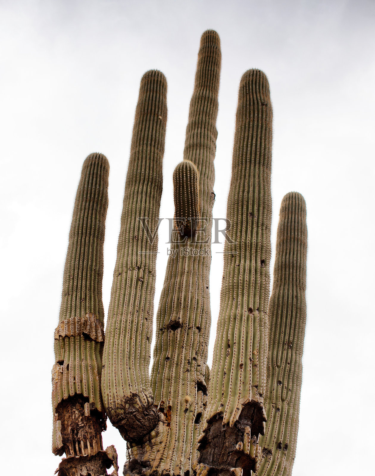 成熟的萨瓜罗仙人掌与凤凰山脉照片摄影图片