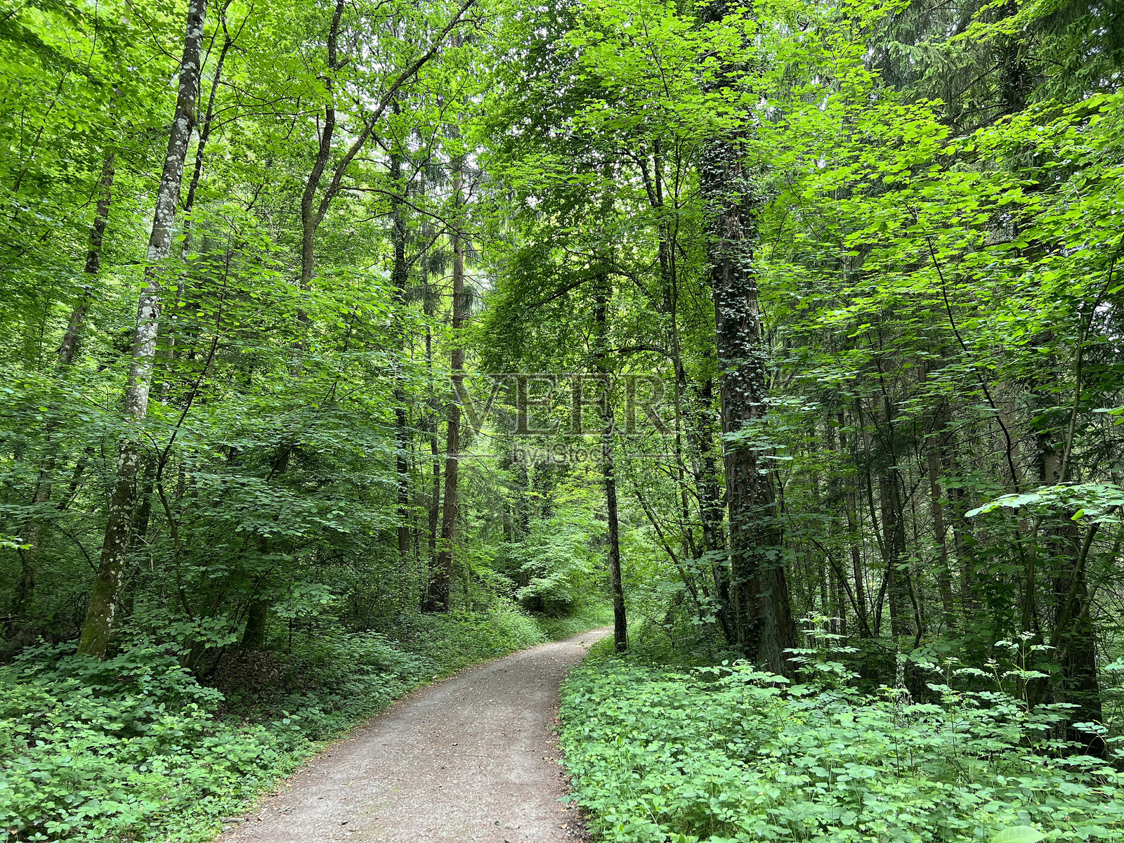 瑞士雷根斯多夫的运动和休闲小径或徒步和散步的森林小径照片摄影图片