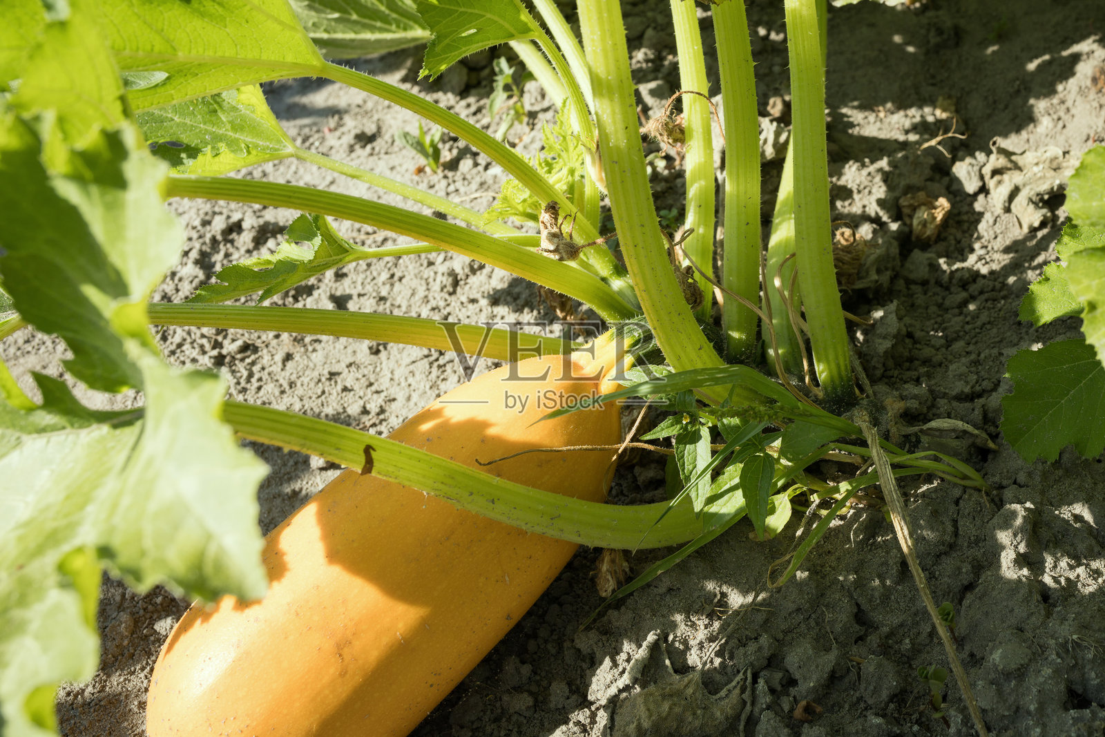 在乡村家庭花园种植美味的西葫芦照片摄影图片