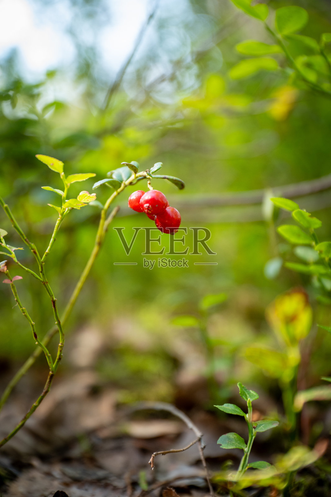 森林中红色越橘的特写镜头照片摄影图片