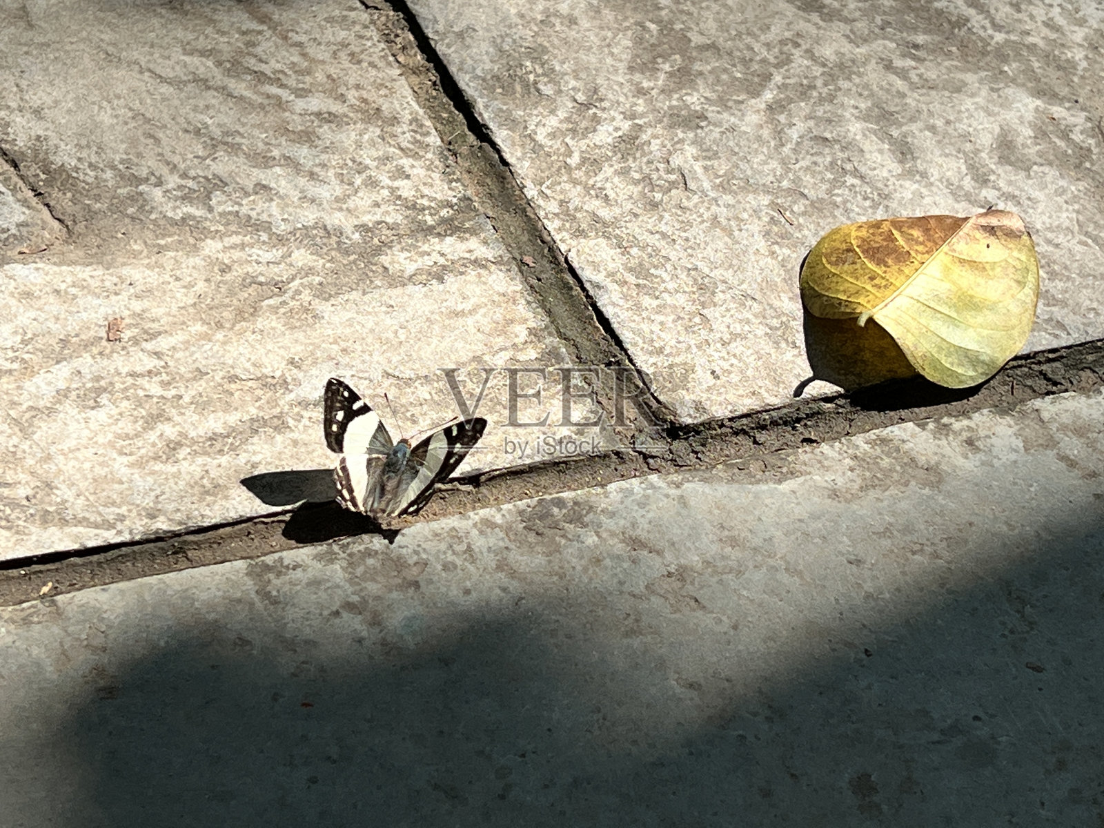 蝴蝶、叶子和阳光照片摄影图片