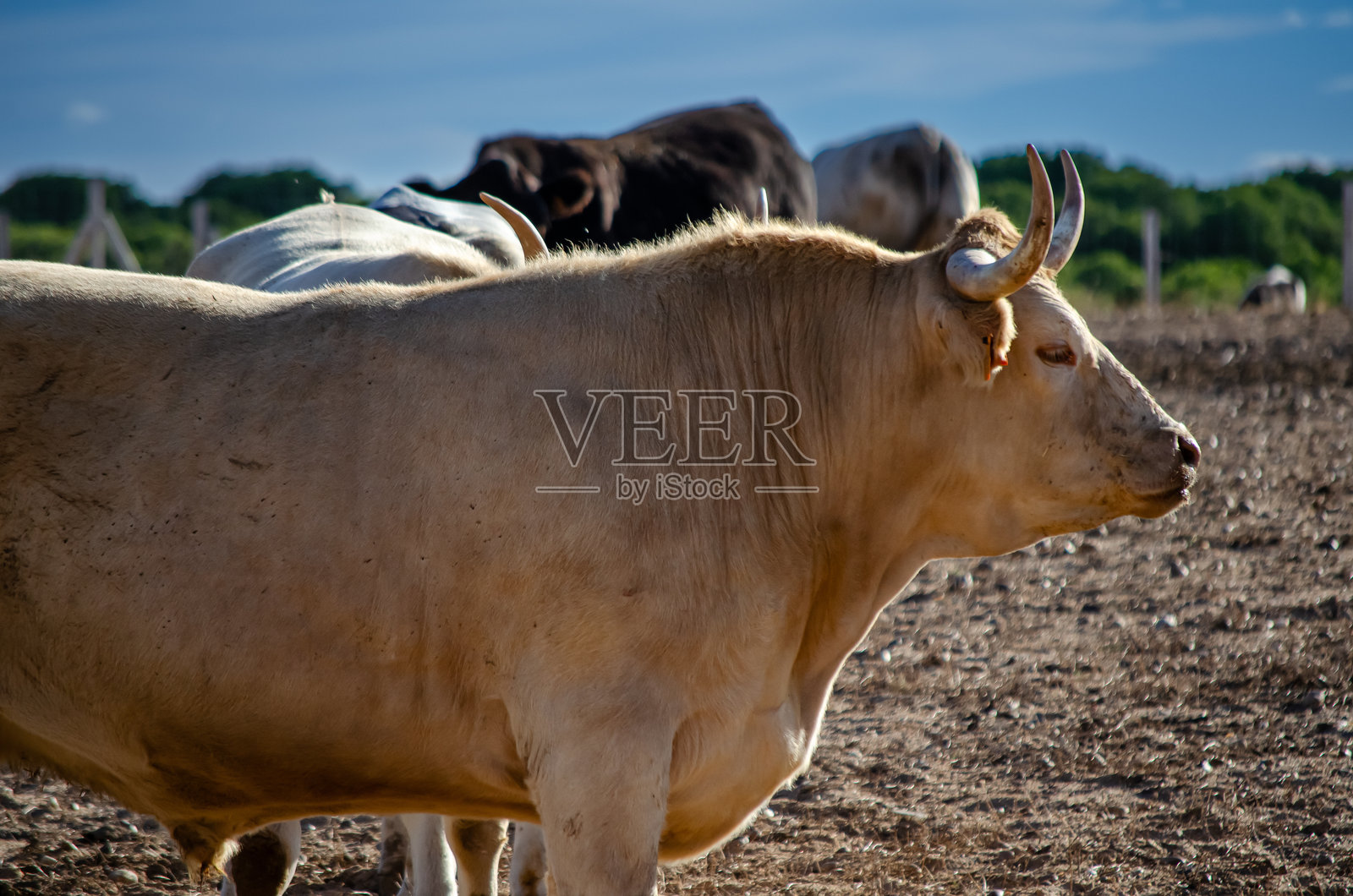 有机饲养的纯种牛近距离特写,用于肉类生产,卡斯蒂利亚和莱昂。照片摄影图片