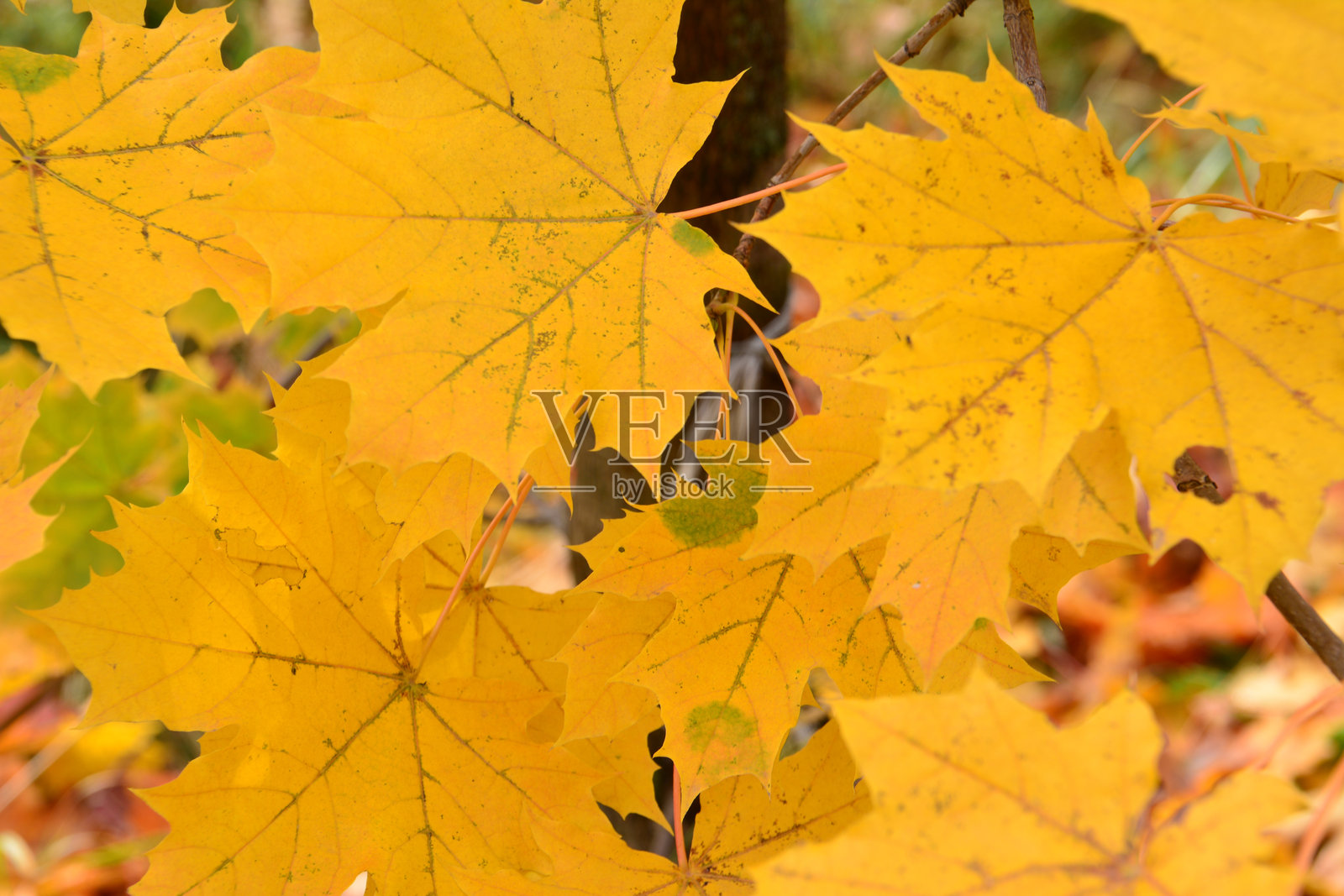 一幅黄色枫树秋季横幅的特写图像照片摄影图片