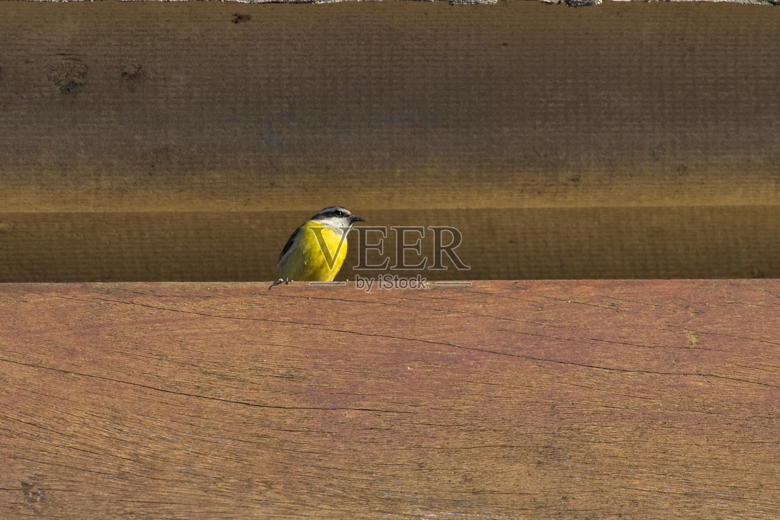 一只被称为香蕉雀(Coereba flaveola)的鸟,独自栖息在石棉瓦屋顶下。照片摄影图片