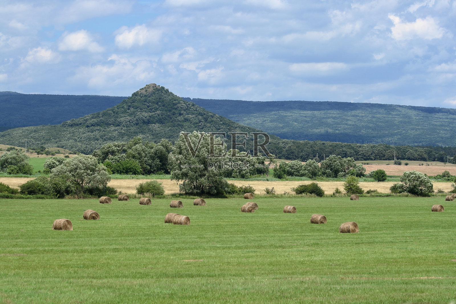 小麦田。照片摄影图片