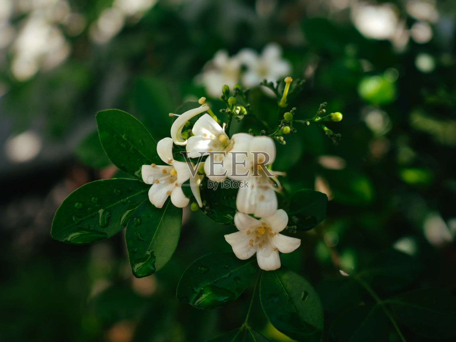 木犀科植物照片摄影图片