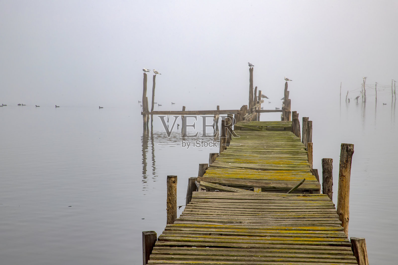 雾中带有海鸥的木制码头照片摄影图片