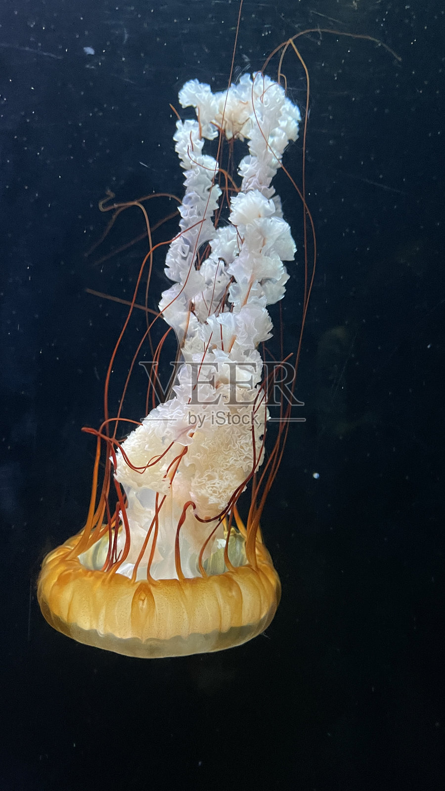 日本海蜇 (Chrysaora pacifica)照片摄影图片