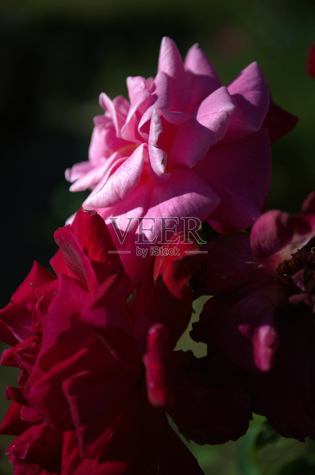 塔奇拉州的花卉。照片摄影图片