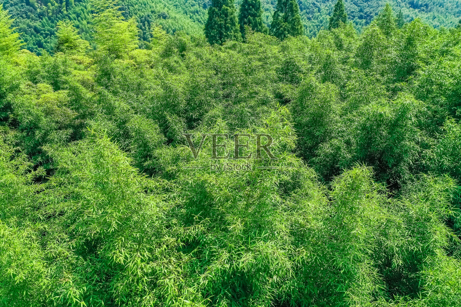 中国浙江省湖州市莫干山的度假民宿,竹林。照片摄影图片