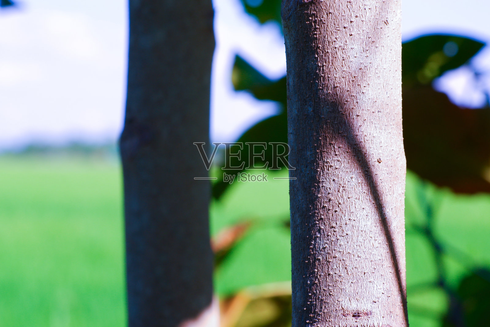 绿色背景,树木,叶子照片摄影图片