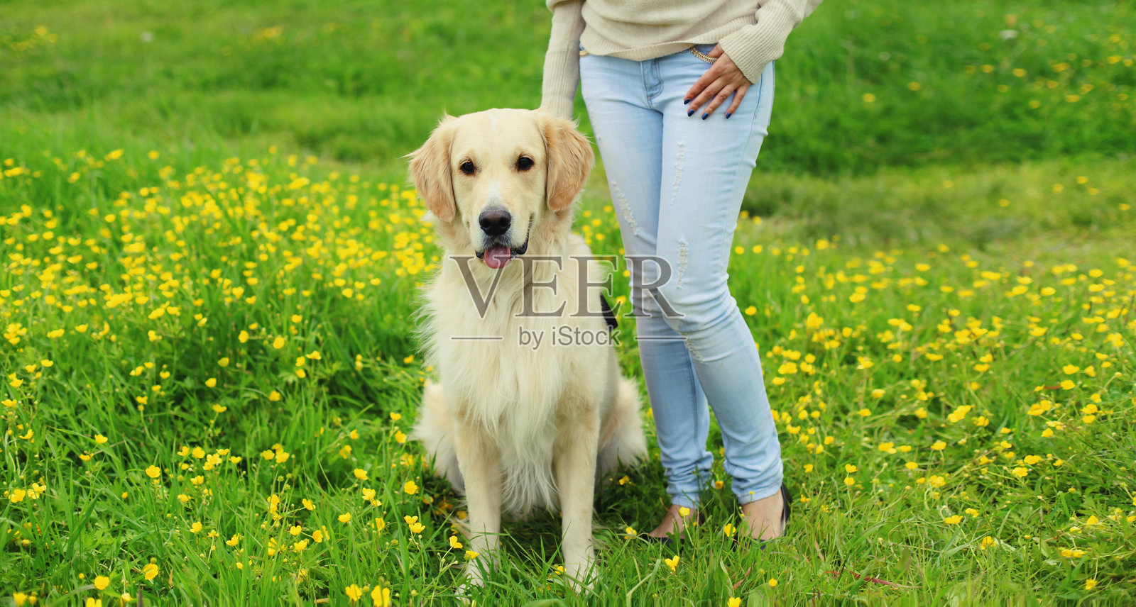 金毛猎犬在夏季公园里乖巧地坐在主人脚边照片摄影图片
