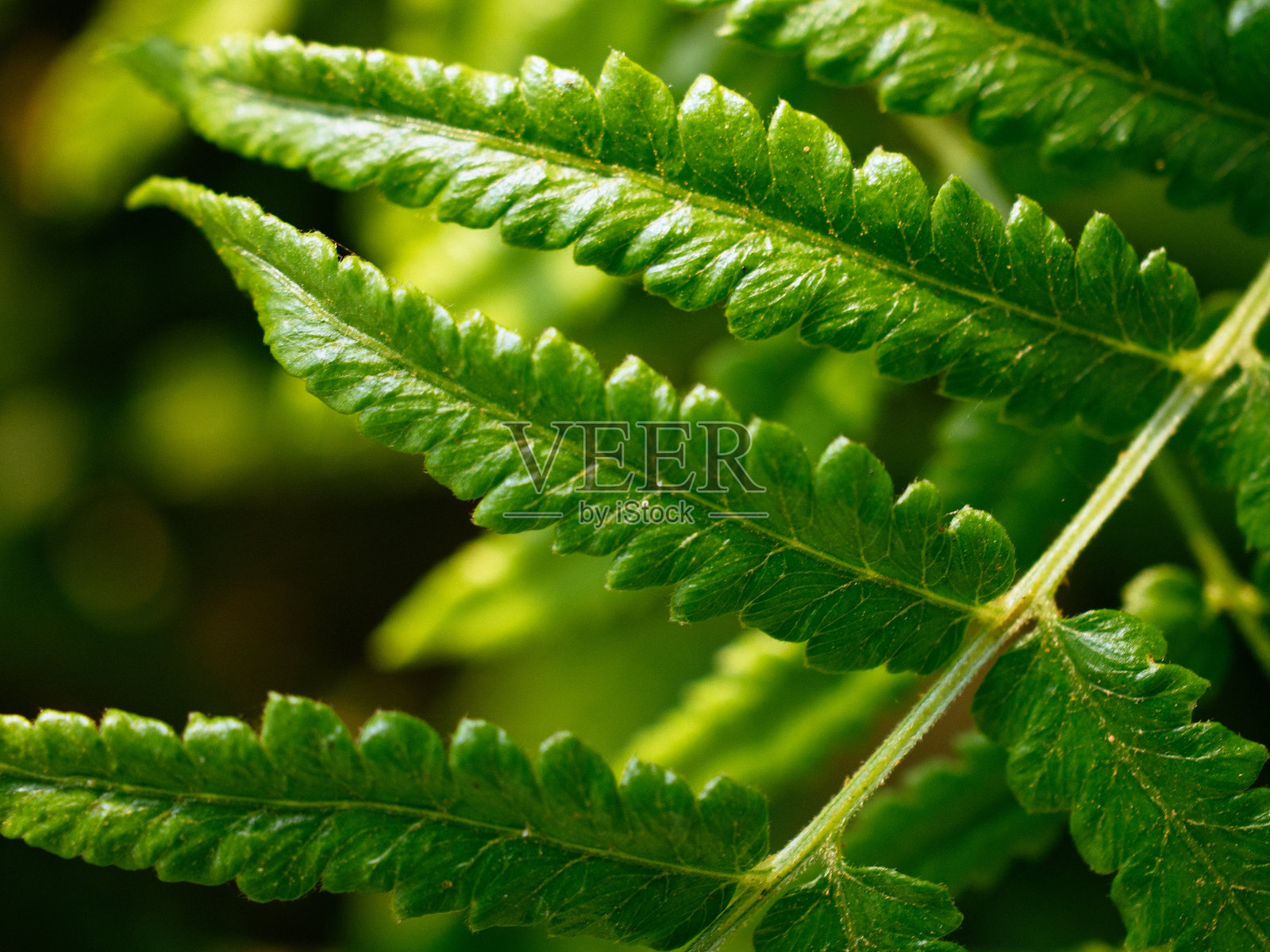 美丽的蕨类植物叶子照片摄影图片