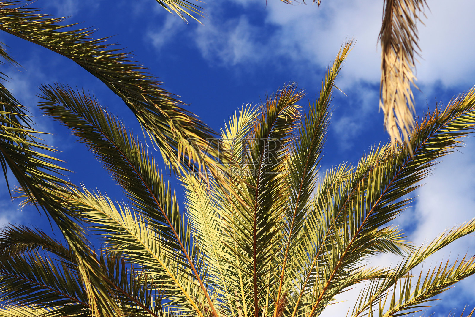 绿色的棕榈叶映衬着天空照片摄影图片