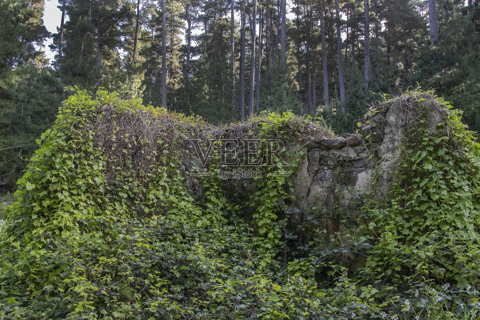 被绿色植物和白色马蹄莲覆盖的废弃石屋遗迹,位于宁静的澳大利亚森林中,展现自然的力量照片摄影图片