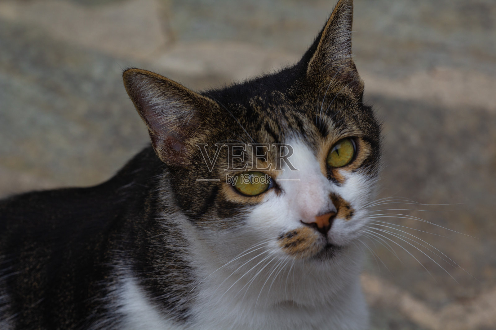 一只迷人的希腊猫在阳光下放松,坐在风景如画的村庄的石墙上。照片摄影图片