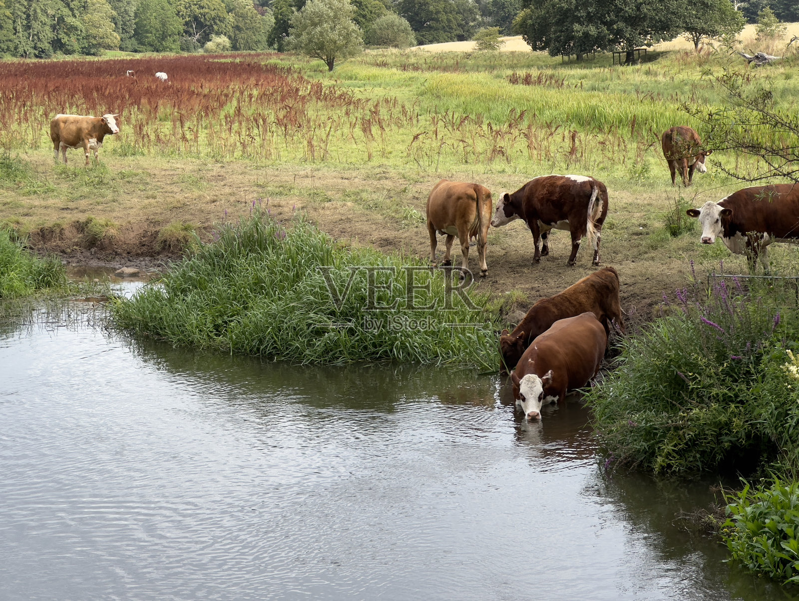 在什罗普郡的英格兰河流中饮水的牛群照片摄影图片