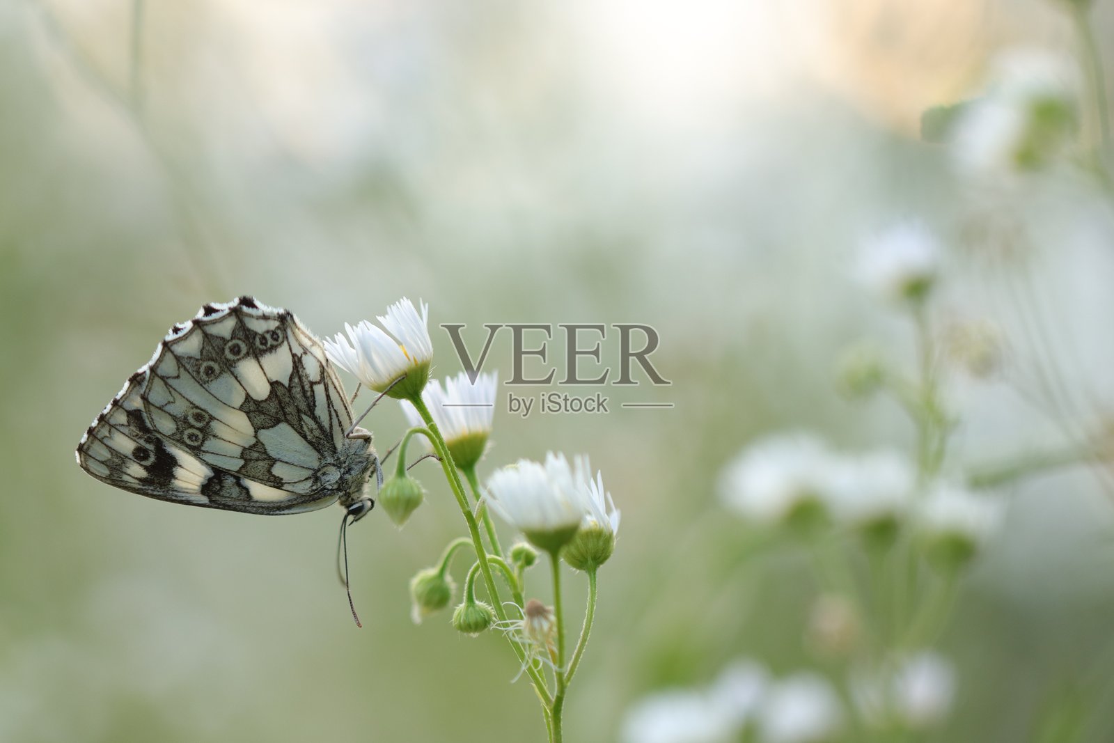 黑斑白蝶照片摄影图片