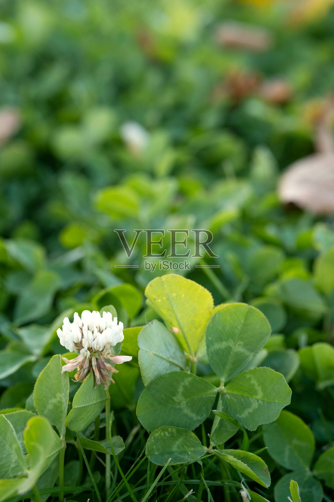 三叶草花和叶子特写,背景是明亮的绿色田野照片摄影图片