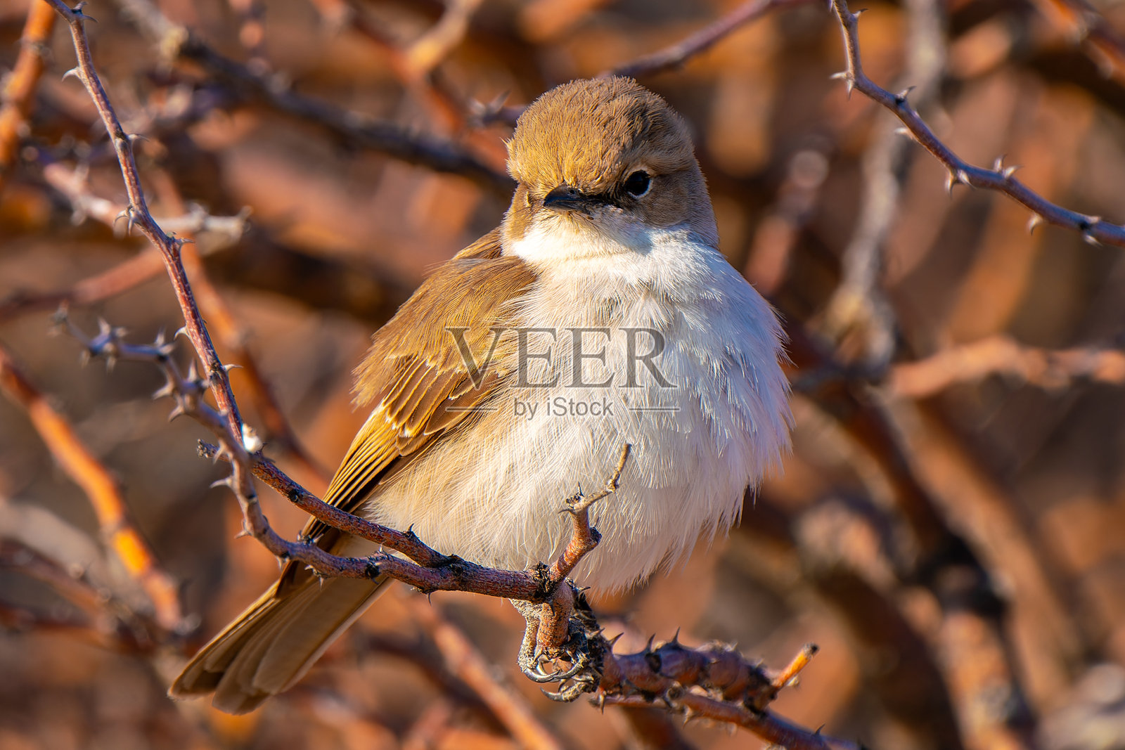 马里科捕蝇鸟,位于南非卡拉哈里跨境公园照片摄影图片