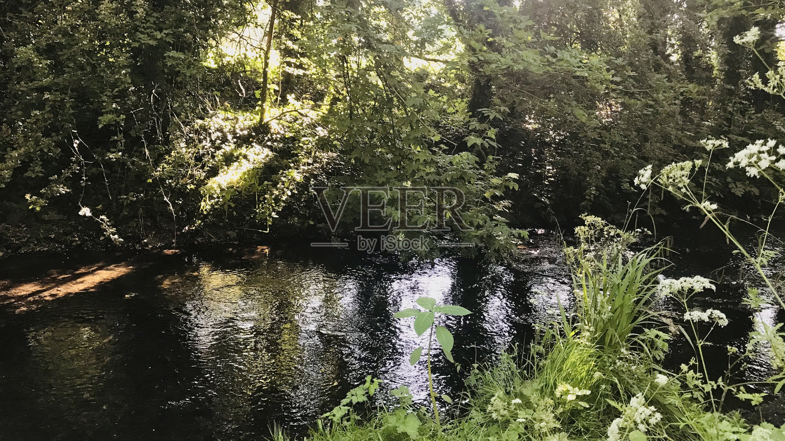郁郁葱葱的绿叶环绕着一条流淌的河流,河岸上生长着野花和草丛。照片摄影图片