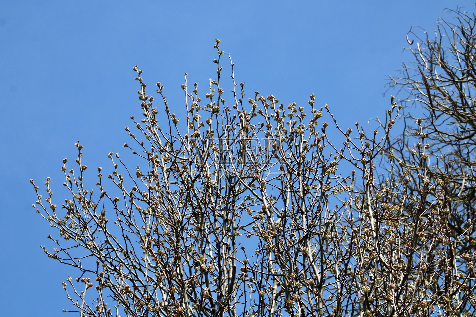 卡勒里梨树照片摄影图片