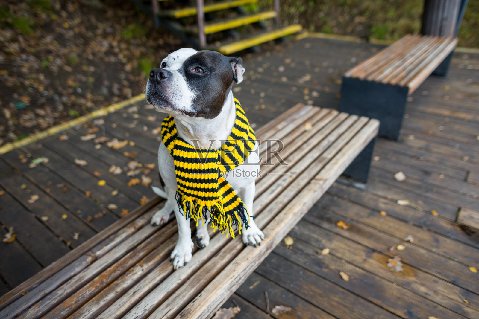 时尚的蜜蜂狗。戴着条纹围巾和太阳镜的蜜蜂,狗狗在散步。照片摄影图片