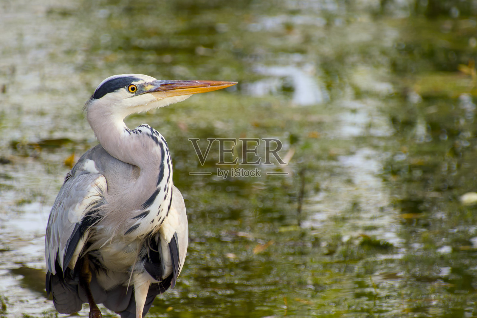 灰鹭照片摄影图片