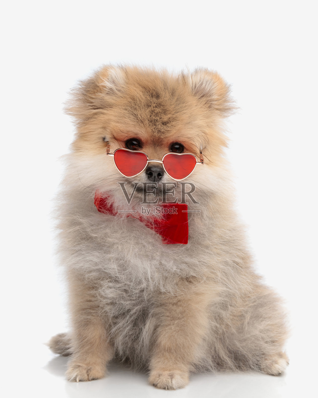 可爱优雅的博美犬小狗,戴着心形太阳镜和红色蝴蝶结。照片摄影图片