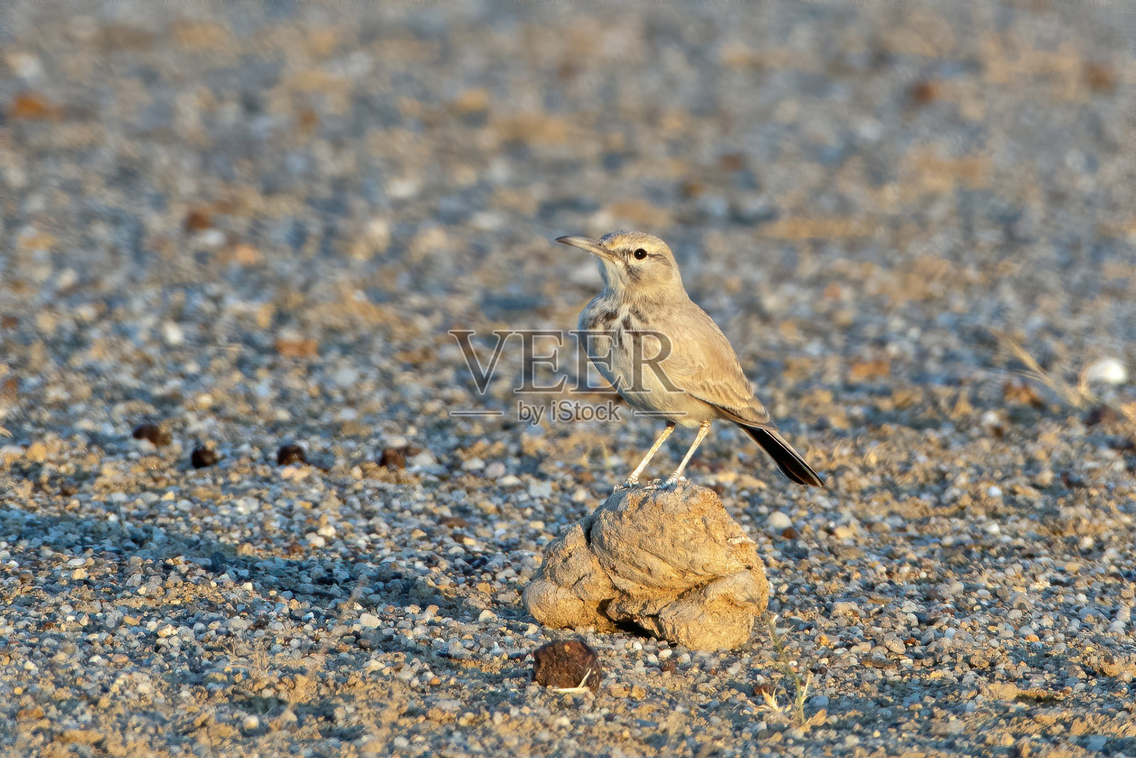印度拉贾斯坦沙漠国家公园的更大环头鹤或阿拉埃蒙环头鹤照片摄影图片